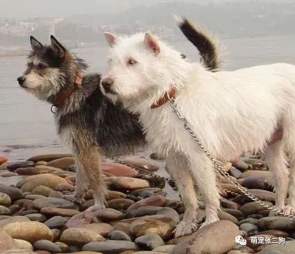 犬种大全排名_犬种大全_犬种大全图片及名字