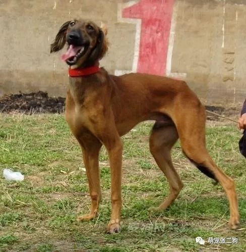 犬种大全_犬种大全图片及名字_犬种大全排名