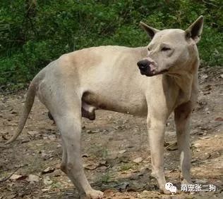 犬种大全图片及名字_犬种大全_犬种大全排名