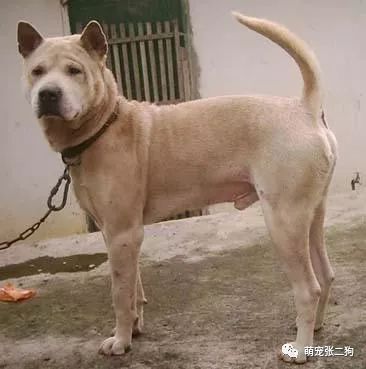 犬种大全_犬种大全图片及名字_犬种大全排名