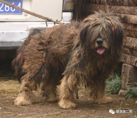 犬种大全排名_犬种大全_犬种大全图片及名字