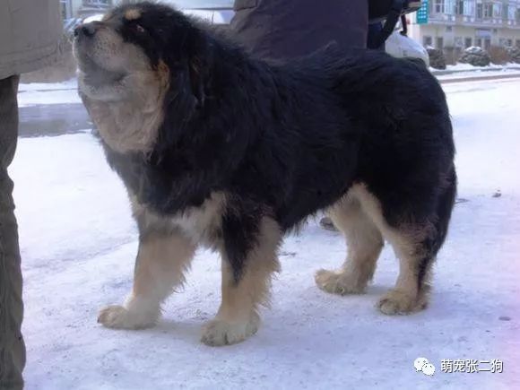 犬种大全排名_犬种大全_犬种大全图片及名字