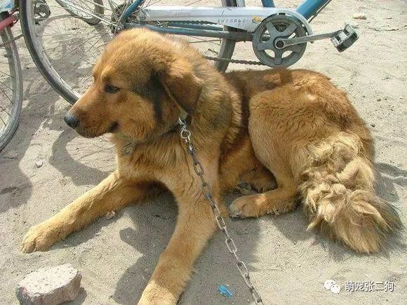 犬种大全_犬种大全图片及名字_犬种大全排名