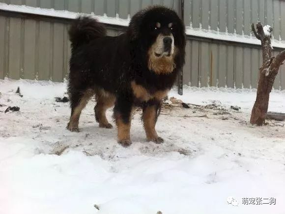 犬种大全排名_犬种大全_犬种大全图片及名字