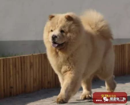 犬种大全图片及名字_犬种大全_犬种大全排名