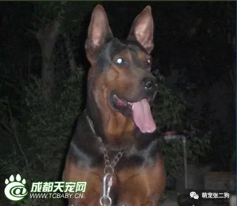 犬种大全_犬种大全排名_犬种大全图片及名字