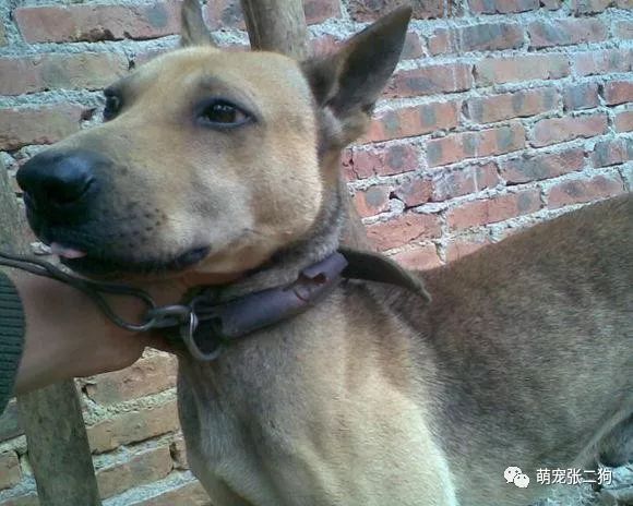 犬种大全排名_犬种大全图片及名字_犬种大全