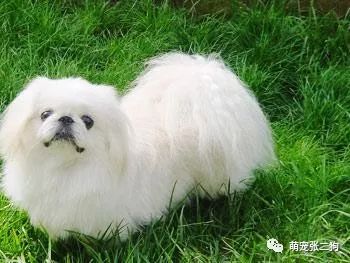 犬种大全排名_犬种大全_犬种大全图片及名字