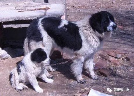 犬种大全图片及名字_犬种大全排名_犬种大全