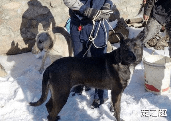 犬种大全_犬种大全排名_犬种大全图片及名字