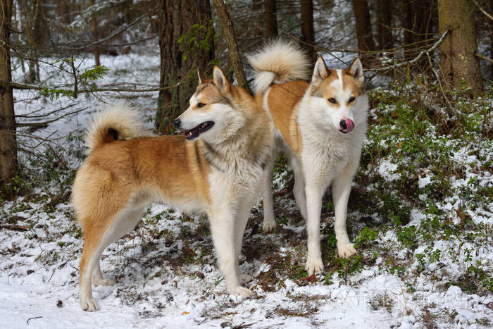 犬种大全图片及名字_犬种大全排名_犬种大全