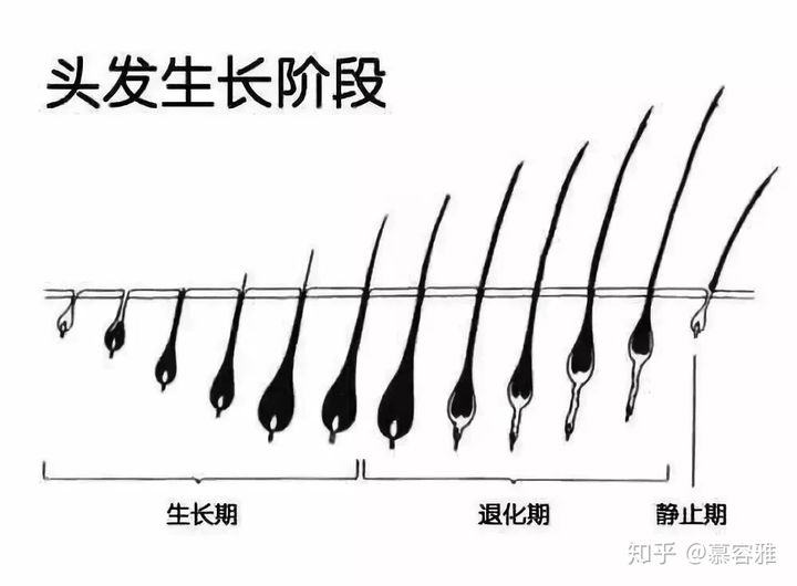 头发长厘米大约多久_3天头发长10厘米秘诀_头发厘米图