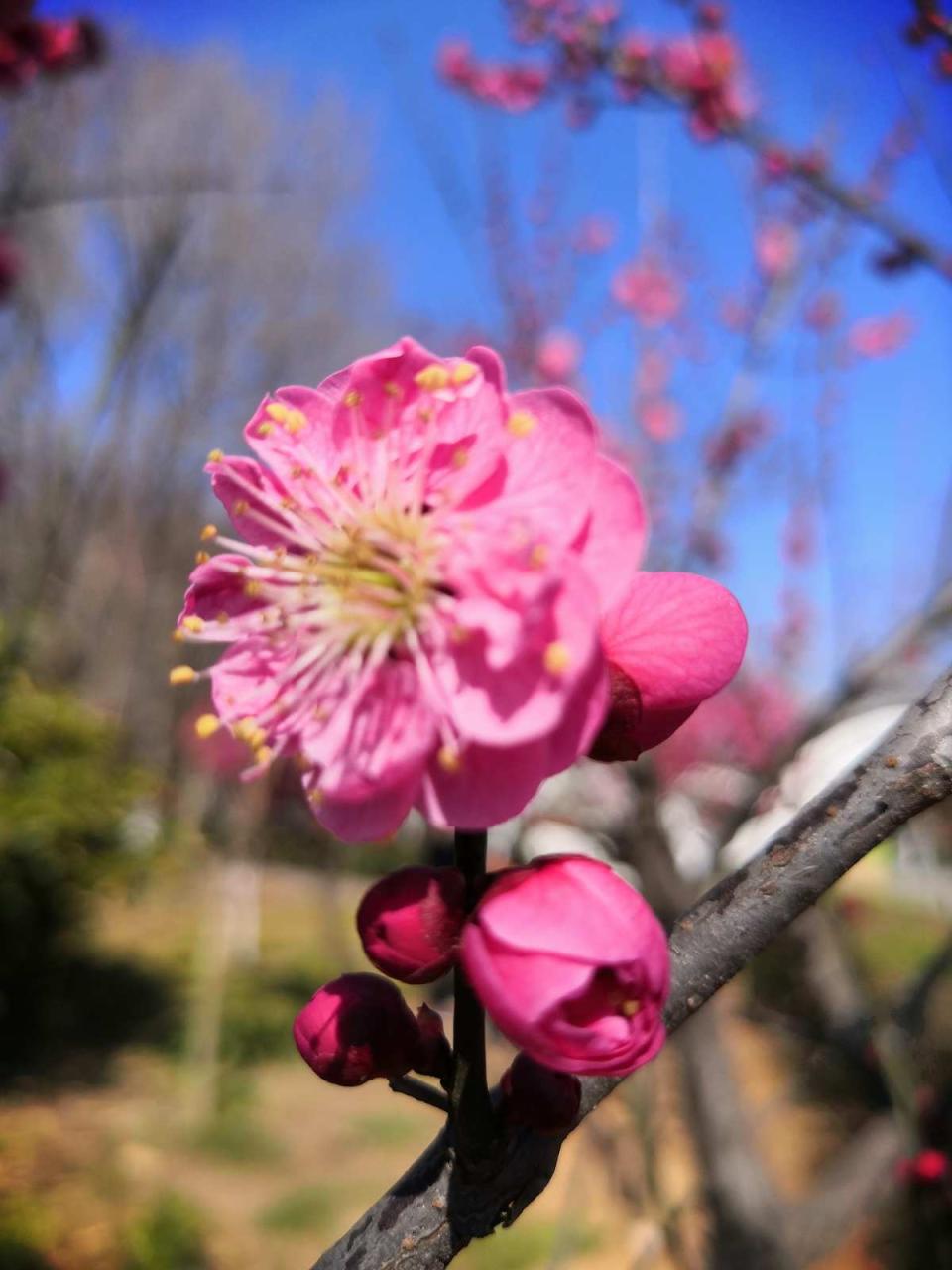 洛阳市花园学校_洛阳市花_洛阳市花卉市场在哪里