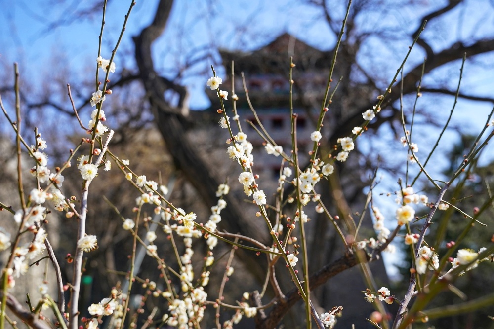 洛阳市花_洛阳市花园学校_洛阳市花卉市场在哪里