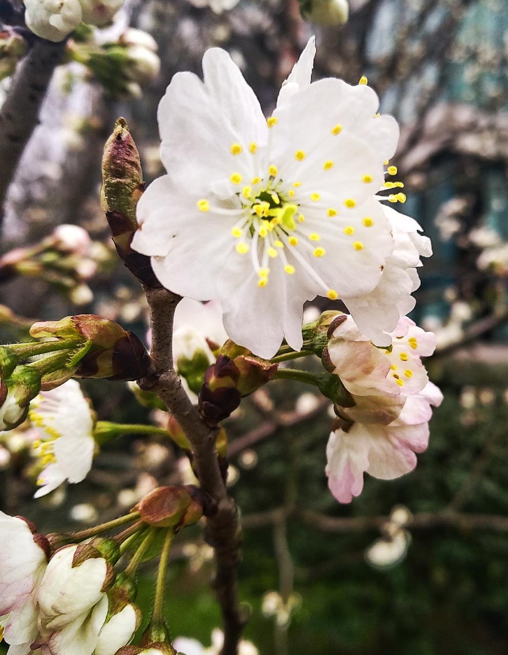 徐志摩陌上花开选自哪本书_徐志摩陌上花开经典语录_徐志摩《陌上花开》