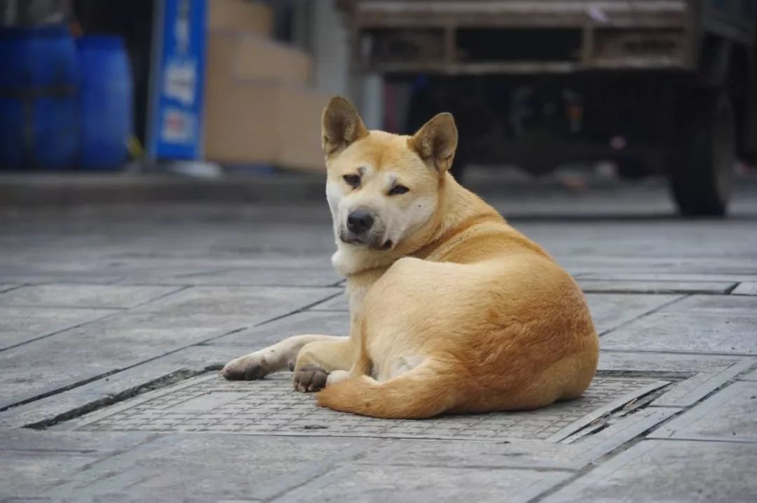 品种狗排行榜_狗的品种大全_品种狗图