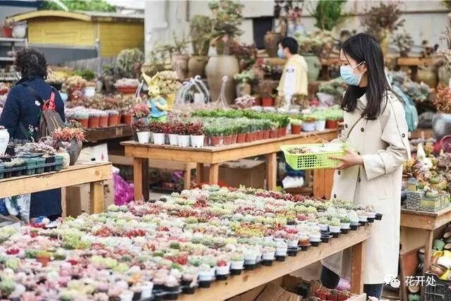 三圣花乡花卉市场在哪里_三圣花乡_三圣花乡哪个景区好玩