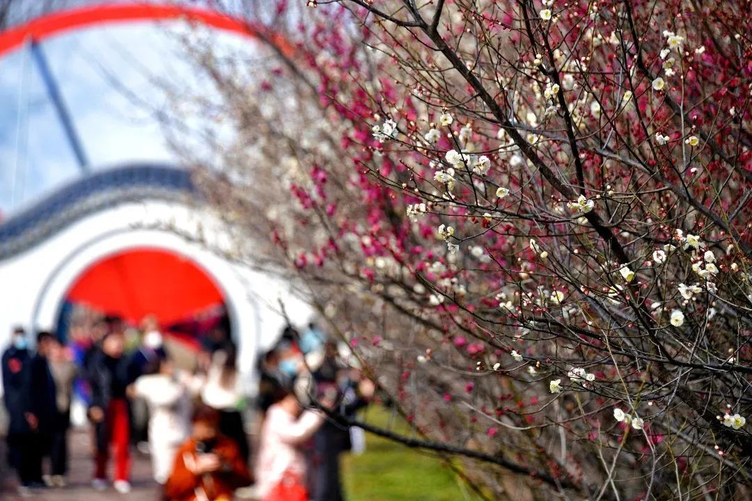 洛阳市花园学校_洛阳市花_洛阳市花卉市场在哪里