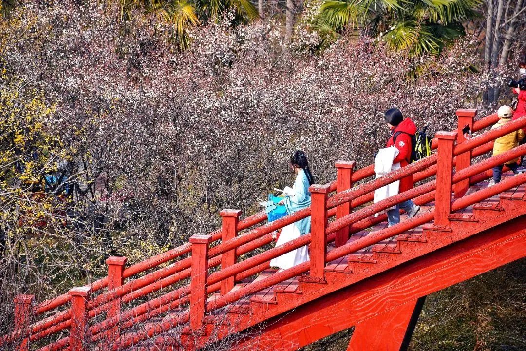 洛阳市花_洛阳市花园学校_洛阳市花卉市场在哪里