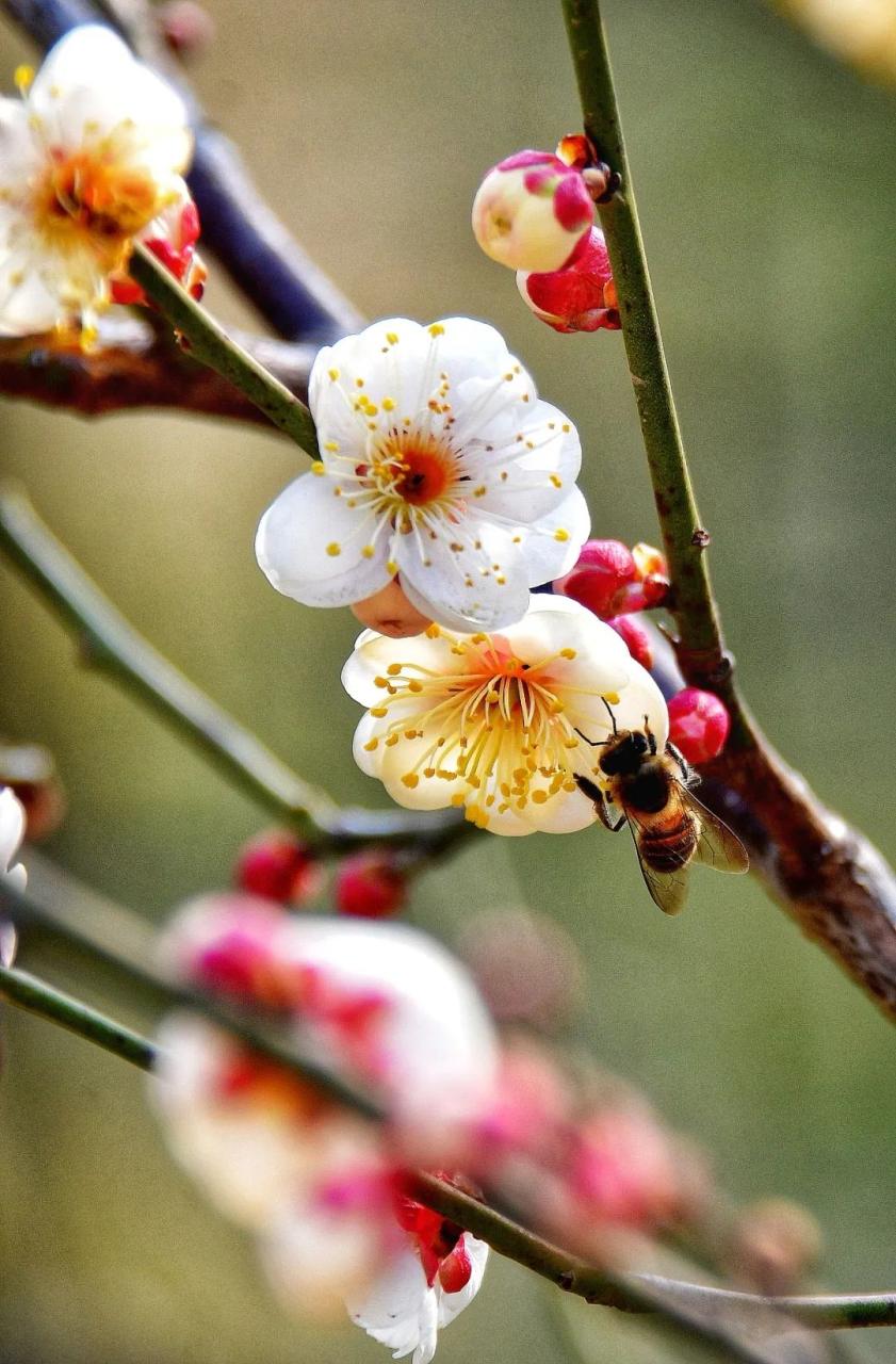 洛阳市花_洛阳市花卉市场在哪里_洛阳市花园学校