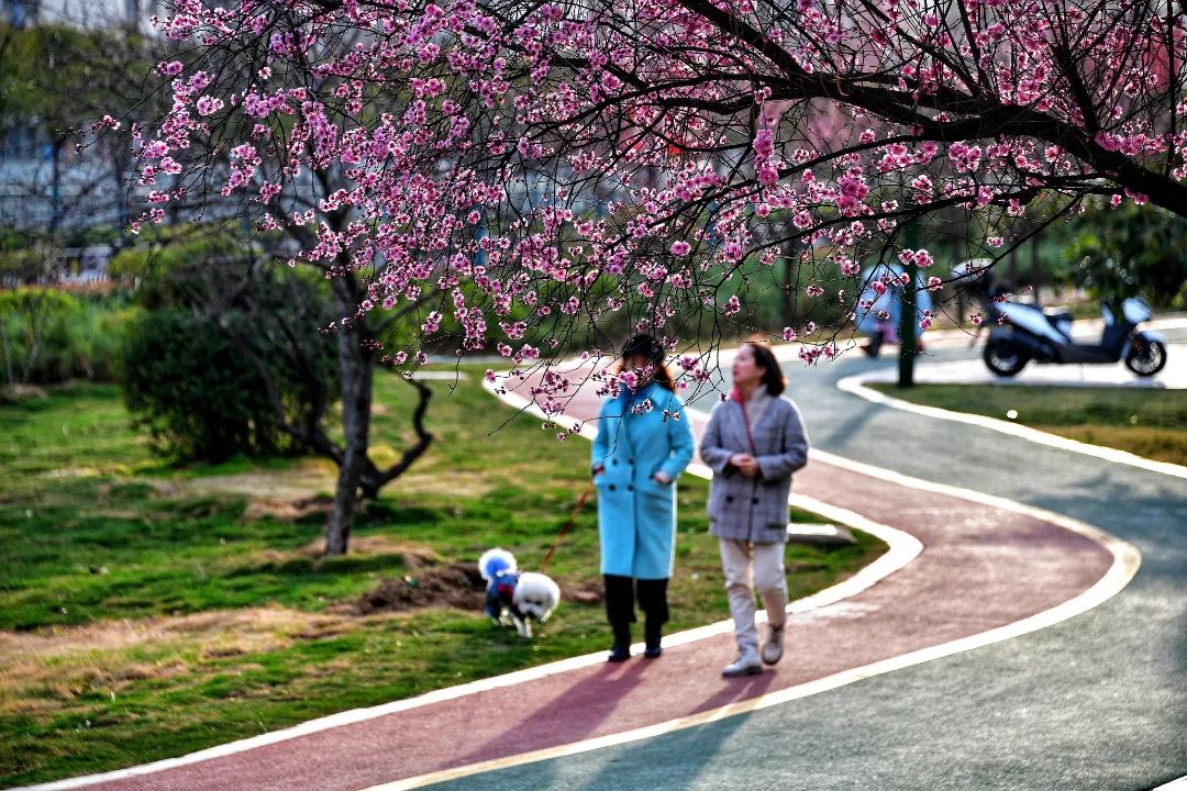 洛阳市花园学校_洛阳市花_洛阳市花卉市场在哪里