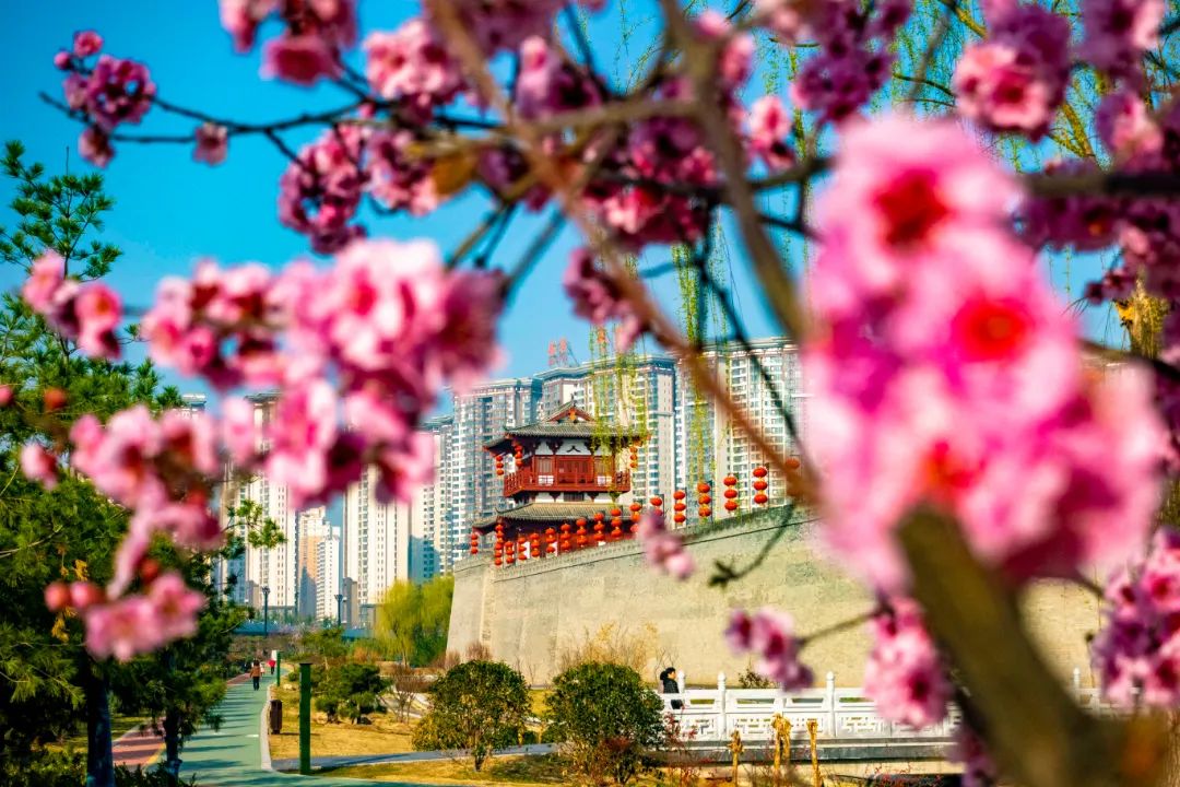 洛阳市花_洛阳市花园学校_洛阳市花卉市场在哪里