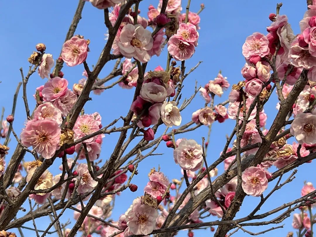 洛阳市花卉市场在哪里_洛阳市花_洛阳市花园学校