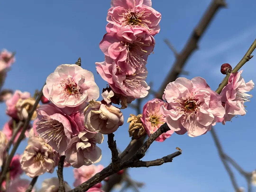 洛阳市花园学校_洛阳市花_洛阳市花卉市场在哪里