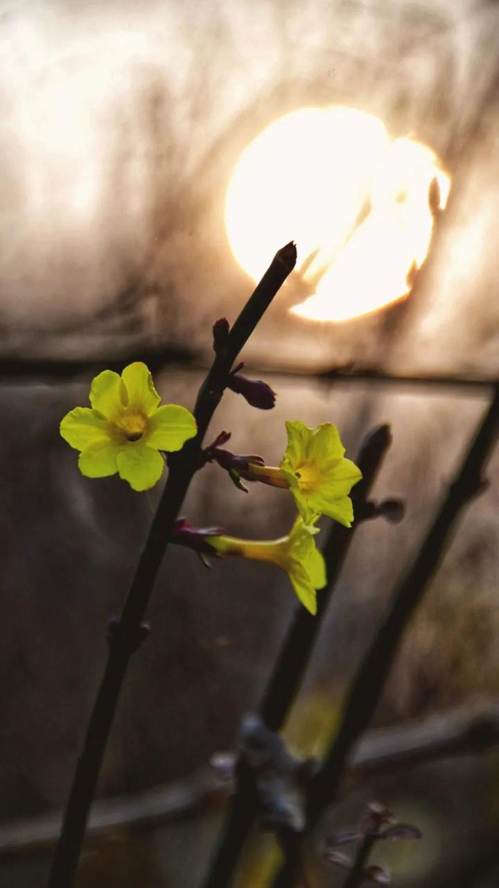 洛阳市花卉市场在哪里_洛阳市花园学校_洛阳市花