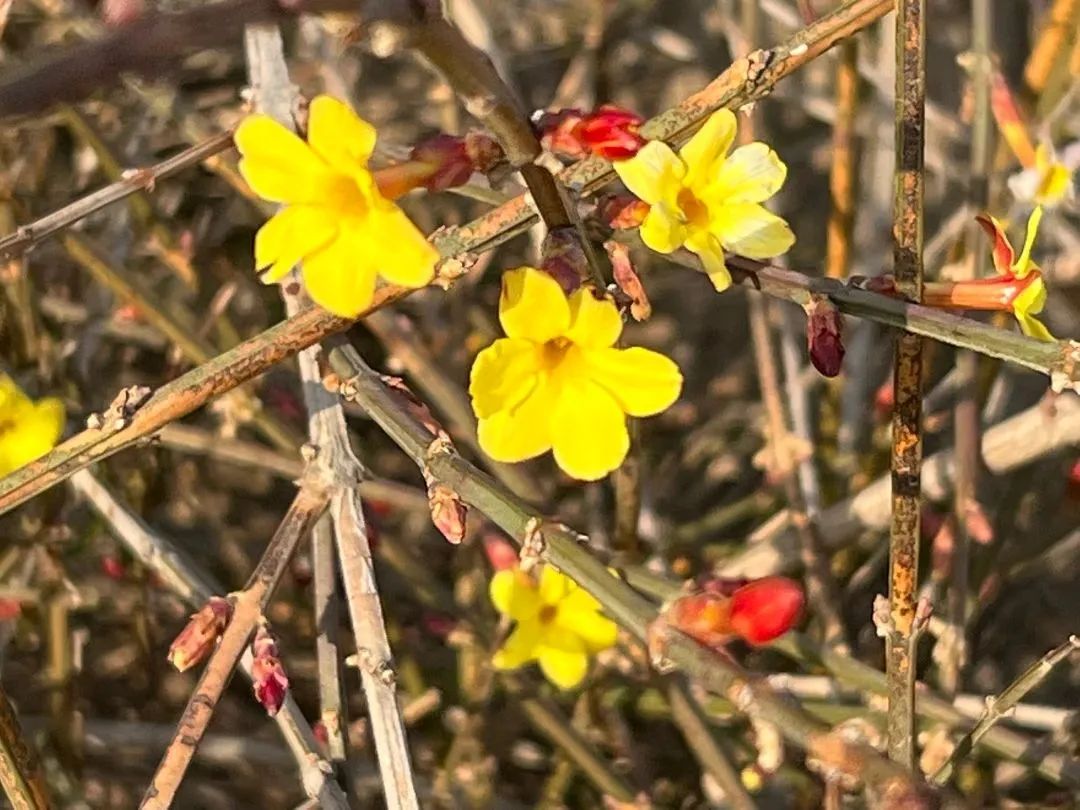 洛阳市花_洛阳市花卉市场在哪里_洛阳市花园学校