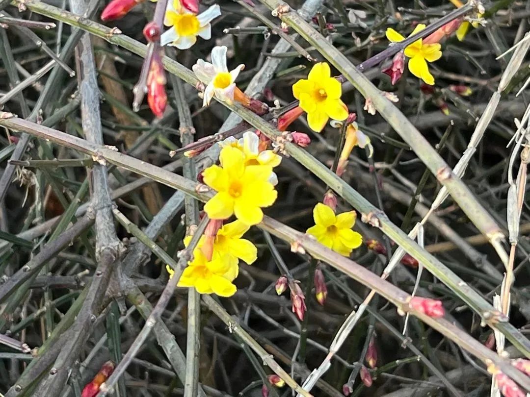 洛阳市花卉市场在哪里_洛阳市花园学校_洛阳市花