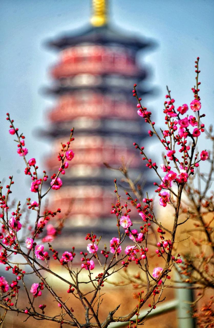 洛阳市花卉市场在哪里_洛阳市花_洛阳市花园学校