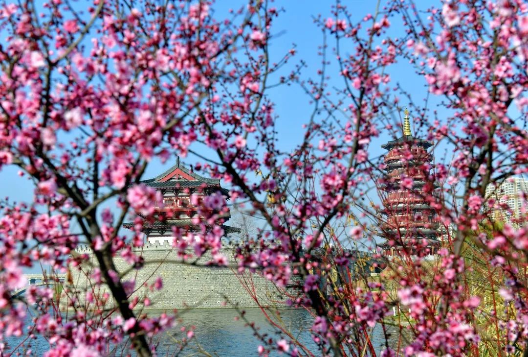 洛阳市花_洛阳市花园学校_洛阳市花卉市场在哪里