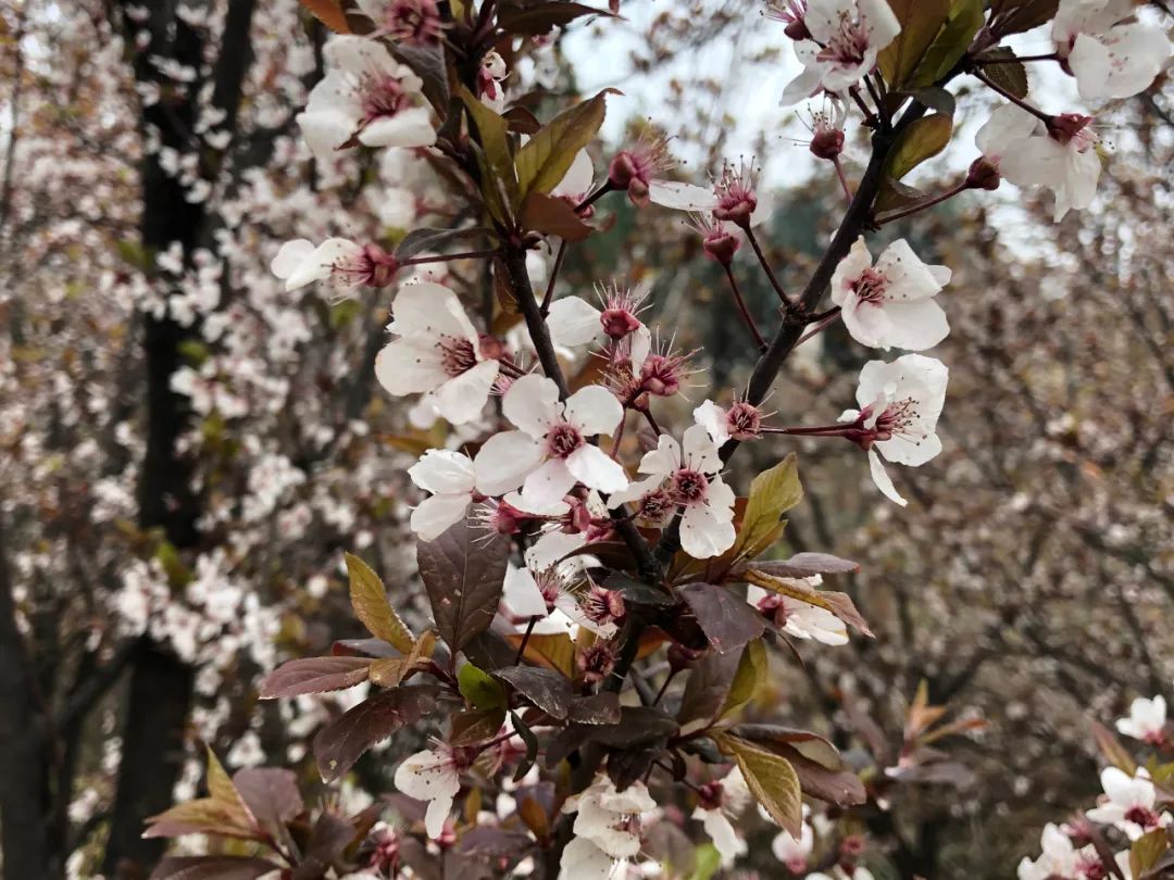 洛阳市花卉市场在哪里_洛阳市花_洛阳市花园学校