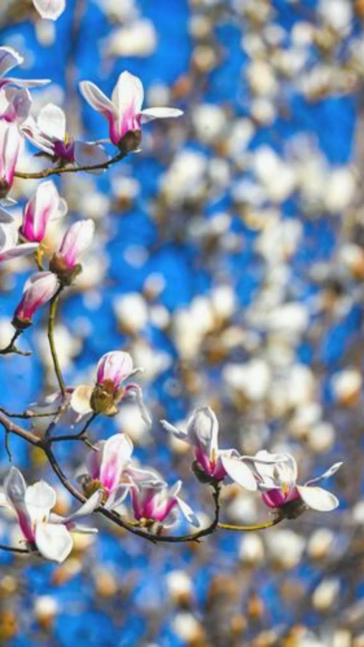 洛阳市花园学校_洛阳市花卉市场在哪里_洛阳市花