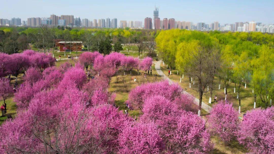 洛阳市花园学校_洛阳市花卉市场在哪里_洛阳市花