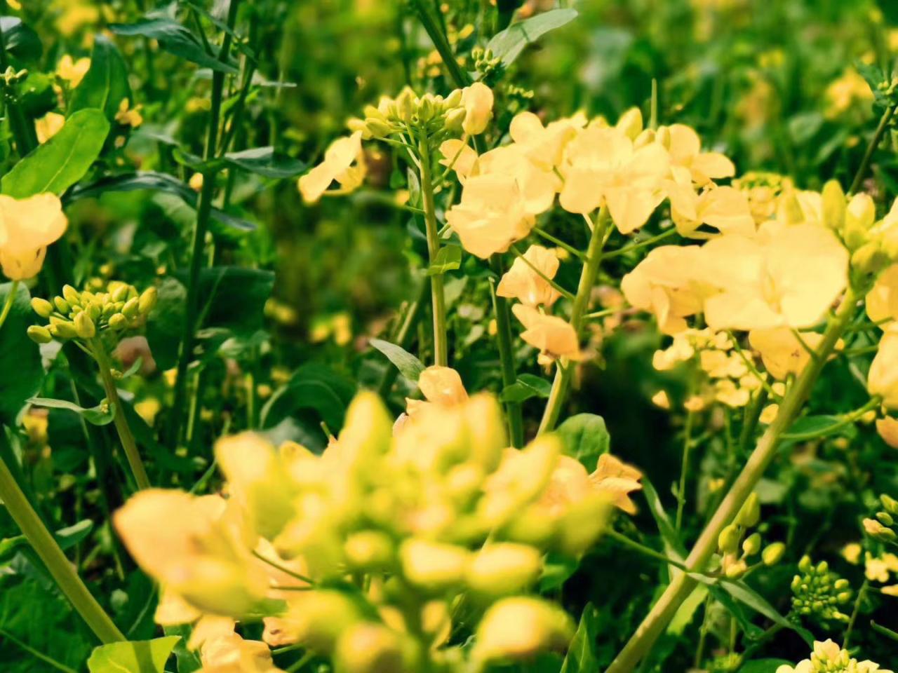 徐志摩陌上花开选自哪本书_徐志摩陌上花开经典语录_徐志摩《陌上花开》