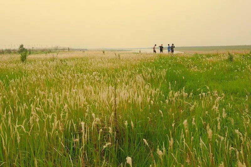 孟州黄河湿地雕塑公园最近的村_郑州黄河湿地公园_孟津黄河湿地