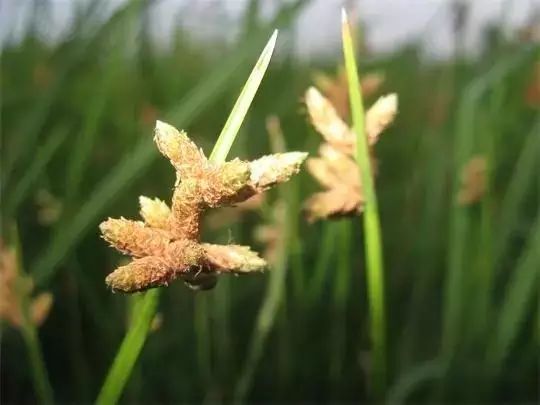 孟津黄河湿地_郑州黄河湿地公园_孟州黄河湿地雕塑公园最近的村