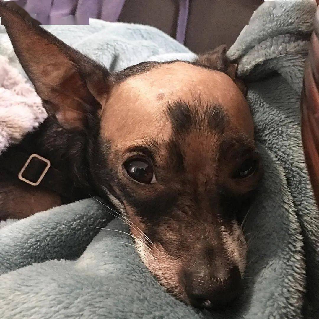 小狗品种 最吸引人眼球的7种品种犬，你想要养哪一种狗？