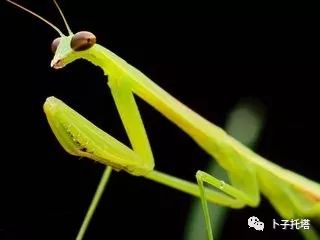 哥布林鲨鱼_哥布林鲨鱼图片高清_哥布林鲨鱼图片真实