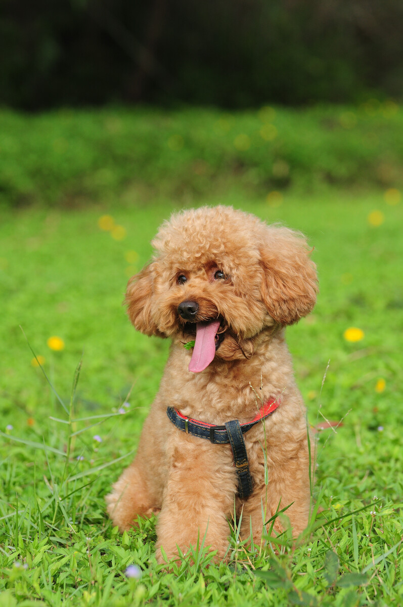 迷你贵宾犬舍_迷你贵宾犬的价格_迷你贵宾犬