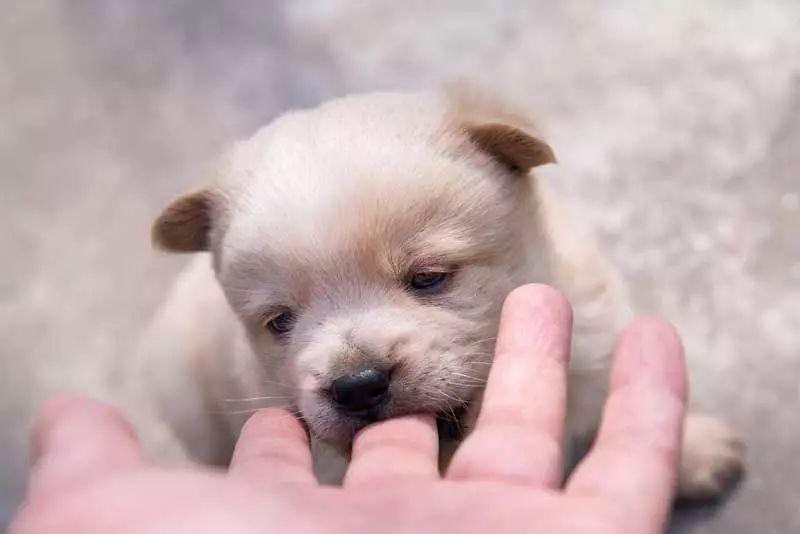 犬中华诗词论坛手机版_中华犬_犬中华寻宝记