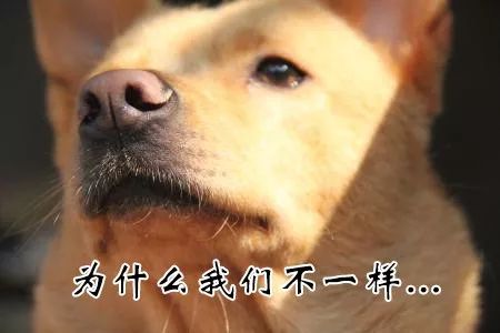 犬中华诗词论坛手机版_犬中华寻宝记_中华犬