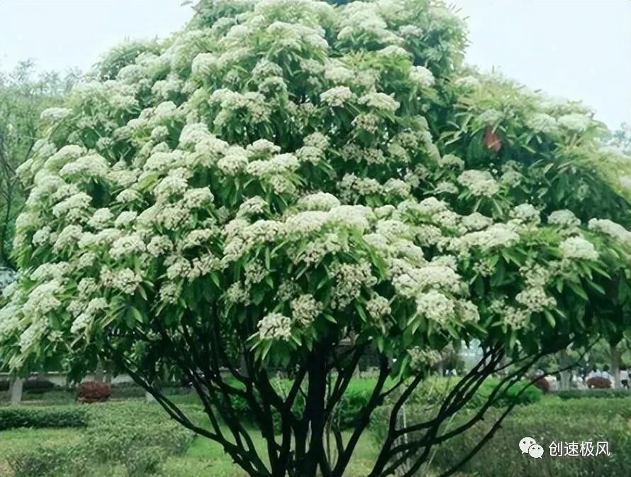 石楠花别名_石楠花为什么叫最污花_石楠花味是什么意思