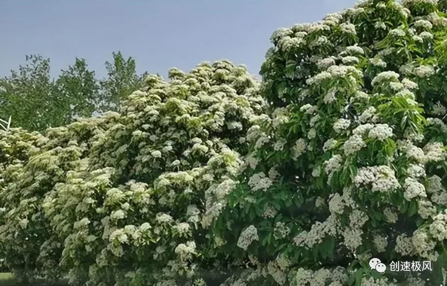 石楠花味是什么意思_石楠花别名_石楠花为什么叫最污花