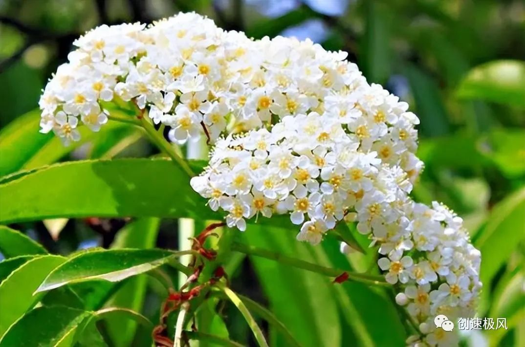 石楠花别名_石楠花为什么叫最污花_石楠花味是什么意思