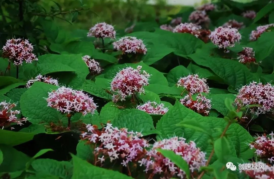 石楠花别名_石楠花味是什么意思_石楠花为什么叫最污花