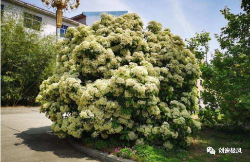 石楠花味是什么意思_石楠花别名_石楠花为什么叫最污花