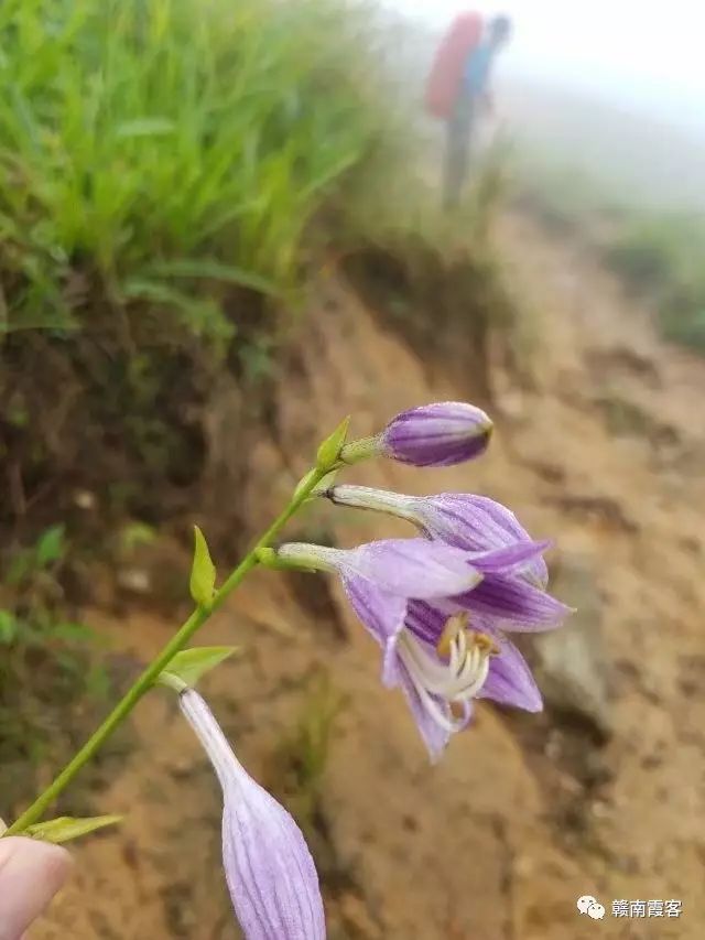 齐云山在哪_齐云山风景名胜区_齐云山南酸枣糕